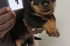 Puppy 1 - Female