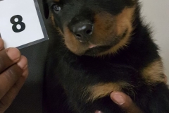 Puppy 8 - Male