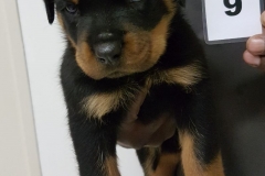 Puppy 9 - Male