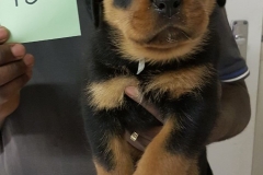 Puppy 10 - Male