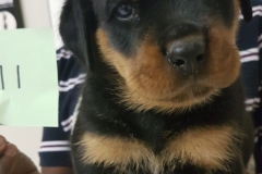 Puppy 11 - Male