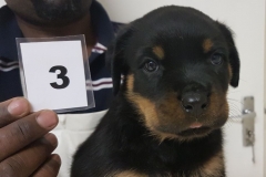 Puppy 3 - Female