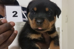 Puppy 2 - Female
