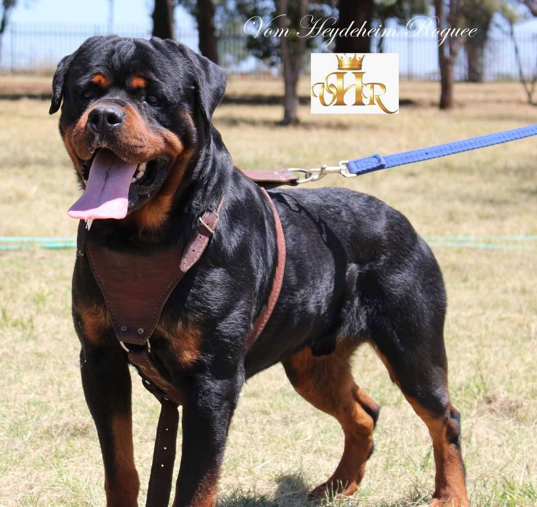 Adult Males - Vom Eisenwacht Rottweilers